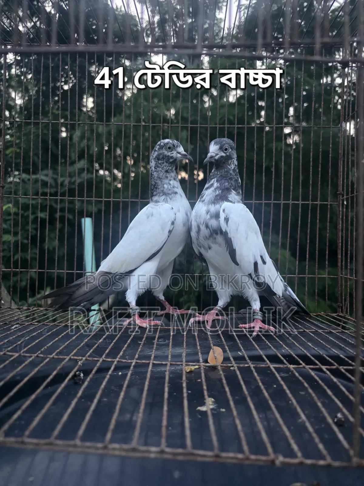Some High-Flyer Pigeons