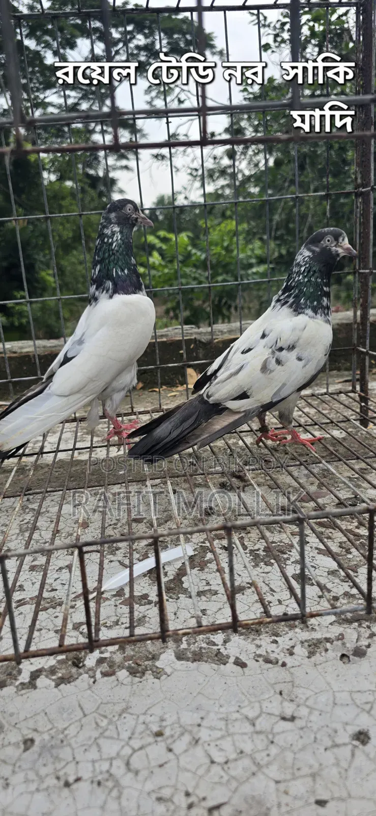 Some High-Flyer Pigeons