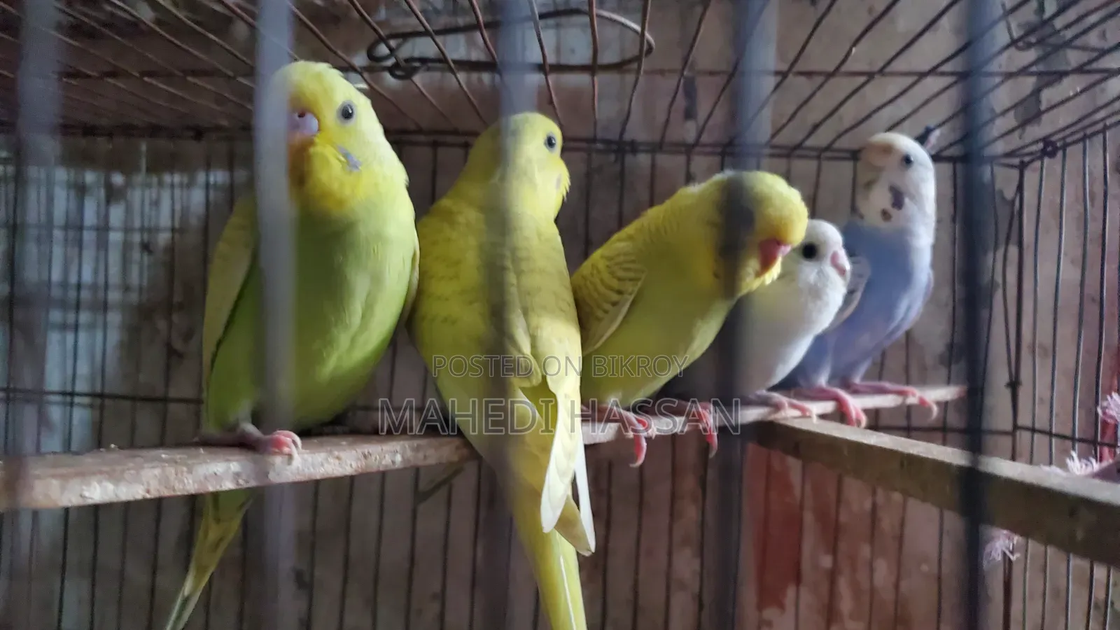 বাজিগর আর ঘুঘু পাখি গুলা বিক্রী করা হবে সাথে খাঁচা একটা বিক্রি করা হবে