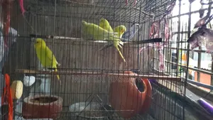বাজিগর আর ঘুঘু পাখি গুলা বিক্রী করা হবে সাথে খাঁচা একটা বিক্রি করা হবে