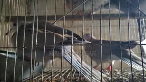বাজিগর আর ঘুঘু পাখি গুলা বিক্রী করা হবে সাথে খাঁচা একটা বিক্রি করা হবে