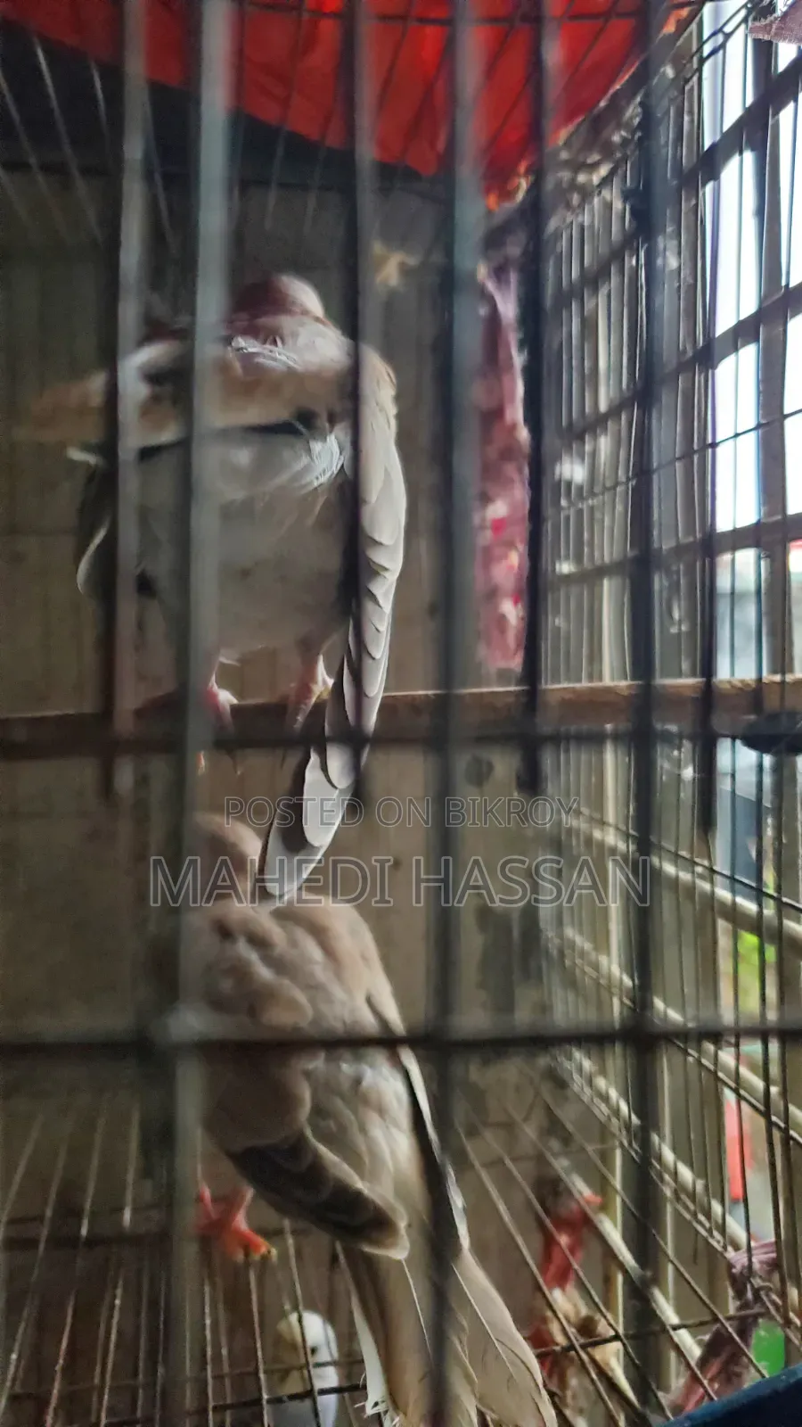 বাজিগর আর ঘুঘু পাখি গুলা বিক্রী করা হবে সাথে খাঁচা একটা বিক্রি করা হবে
