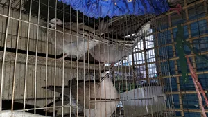 বাজিগর আর ঘুঘু পাখি গুলা বিক্রী করা হবে সাথে খাঁচা একটা বিক্রি করা হবে