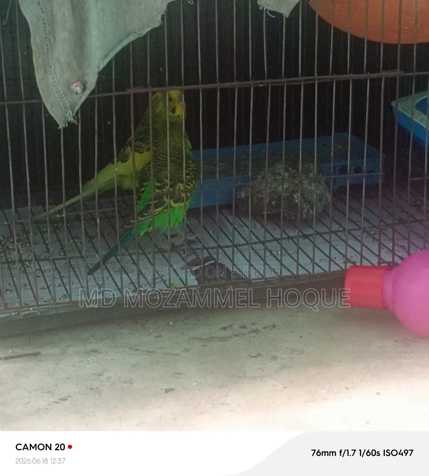 Budgie bird for sale with cage