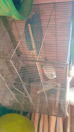 Australian Dove Bird