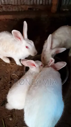 বাড়িতে পোশাক খরগোশ বিক্রি করা হবে।