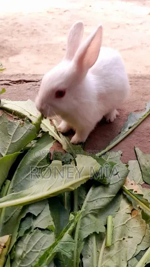 বাড়িতে পোশাক খরগোশ বিক্রি করা হবে।