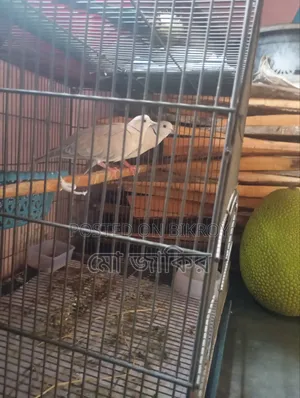 Australian Dove Bird