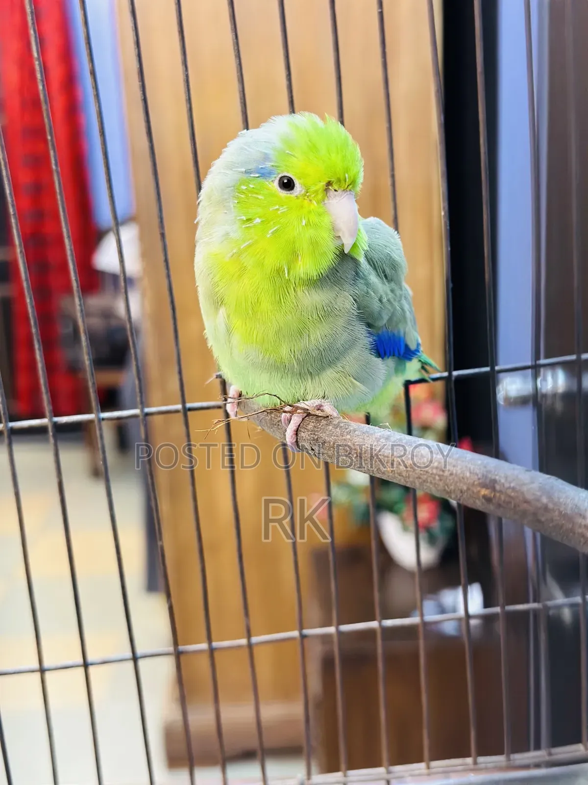 Forpus Breeding Male