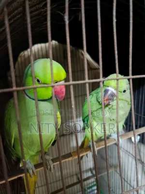 ইন্ডিয়ান রিংনেক