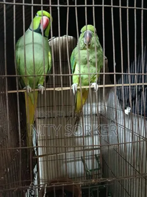 ইন্ডিয়ান রিংনেক