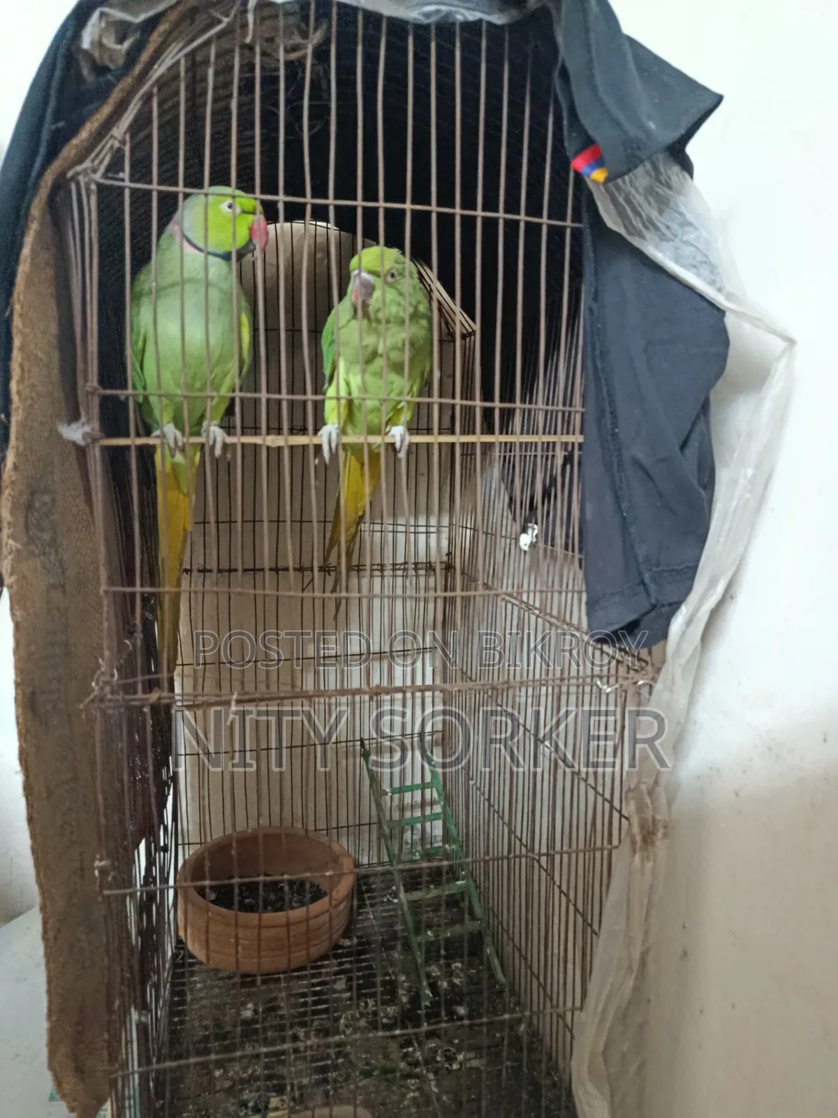ইন্ডিয়ান রিংনেক