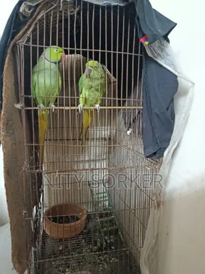 ইন্ডিয়ান রিংনেক