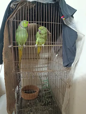 ইন্ডিয়ান রিংনেক