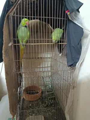 ইন্ডিয়ান রিংনেক
