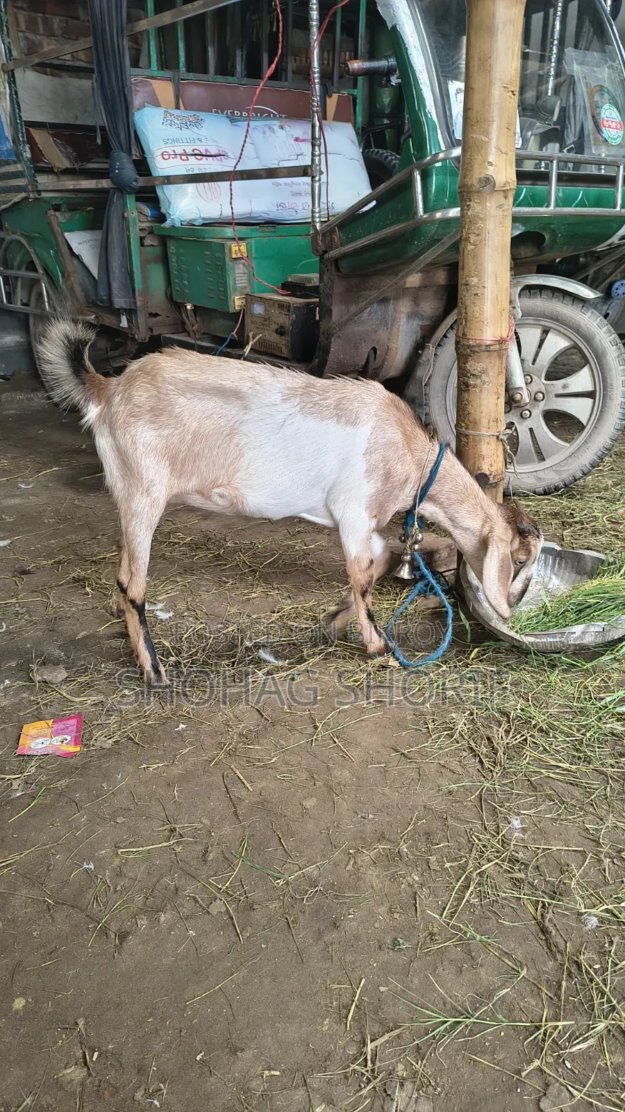 Local Goat