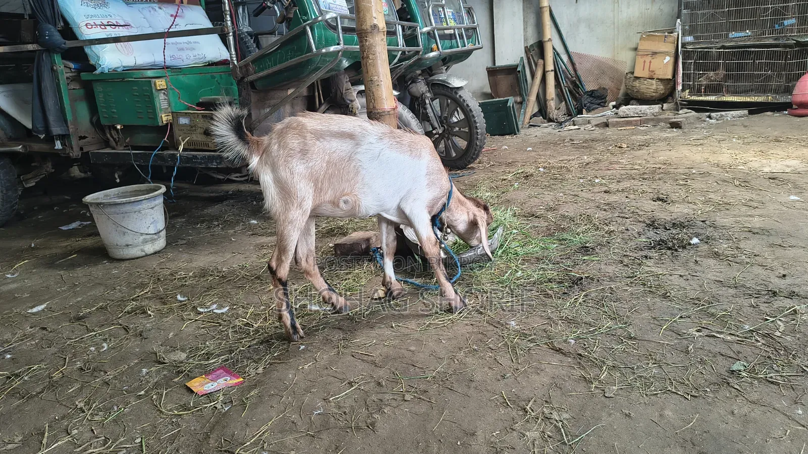 Local Goat