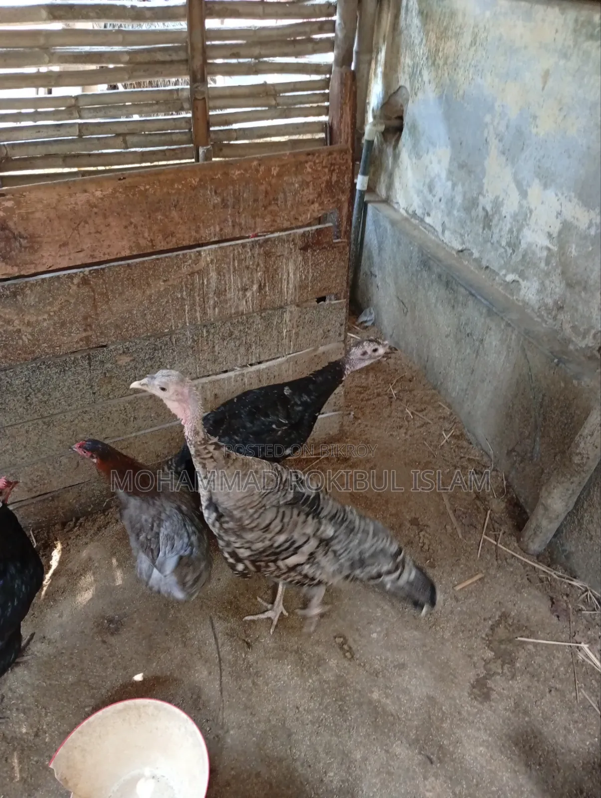 Turkey Chicken