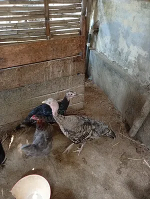 Turkey Chicken