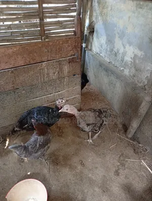Turkey Chicken