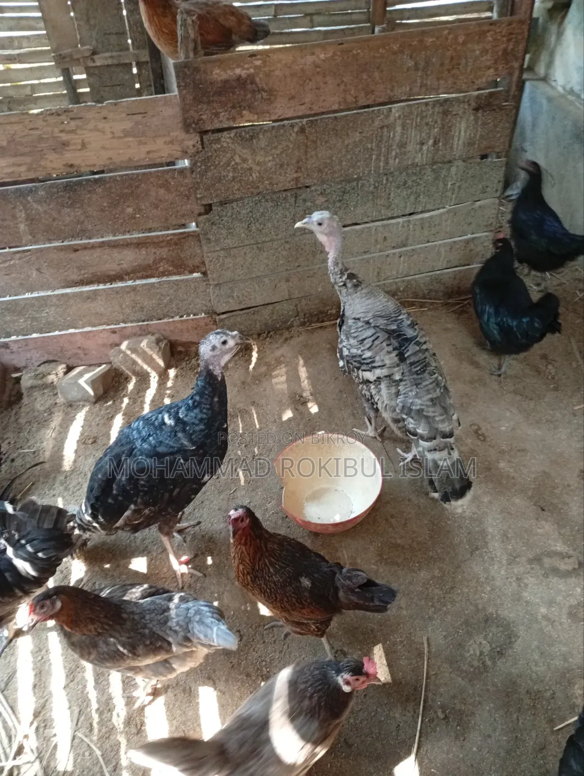 Turkey Chicken
