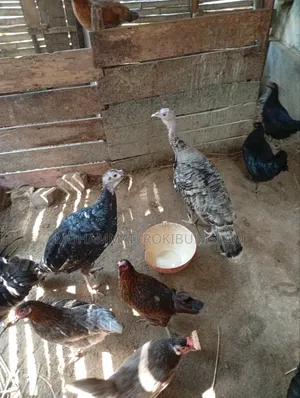 Turkey Chicken