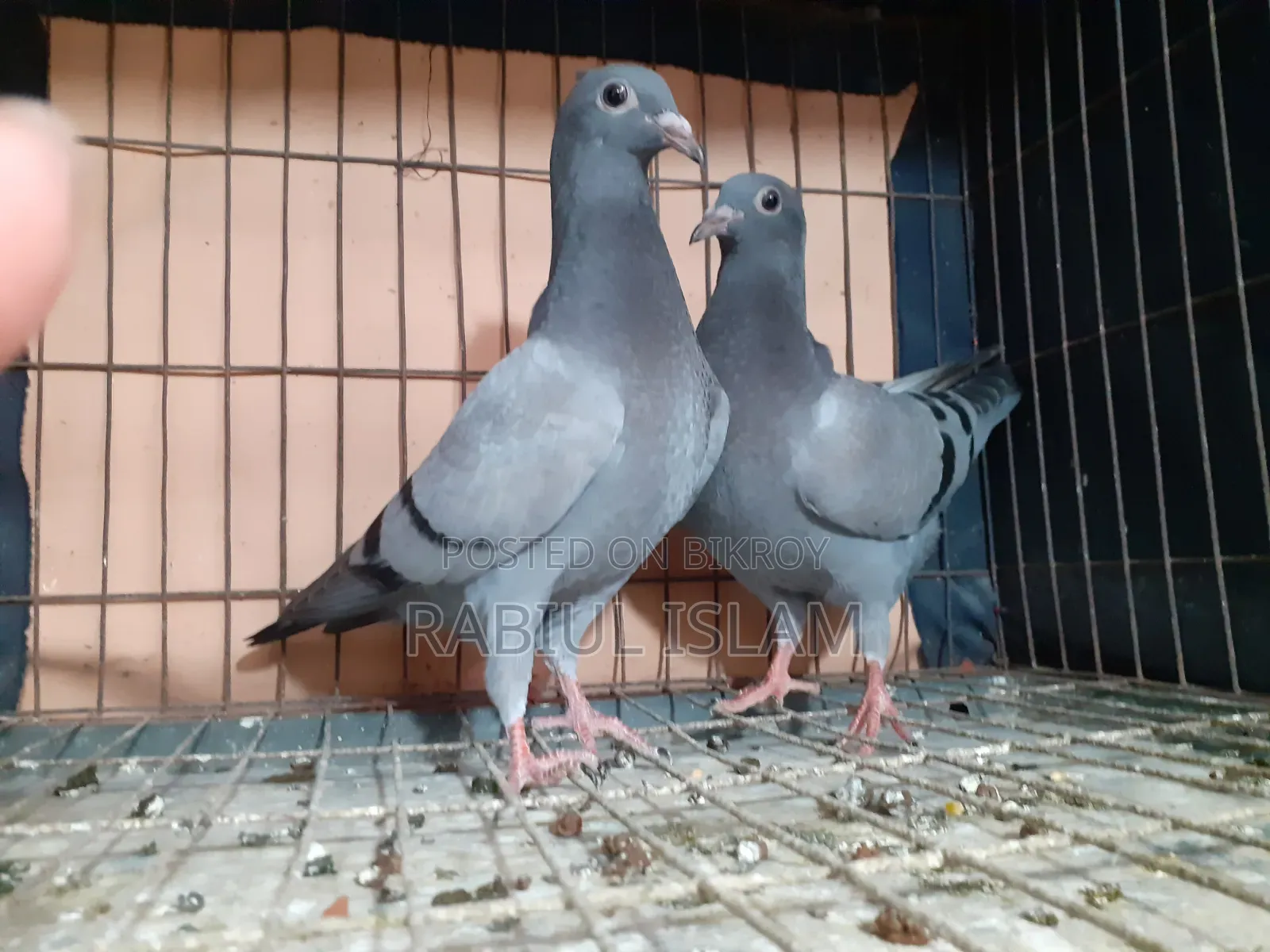 Baby Pigeons