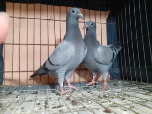 Baby Pigeons