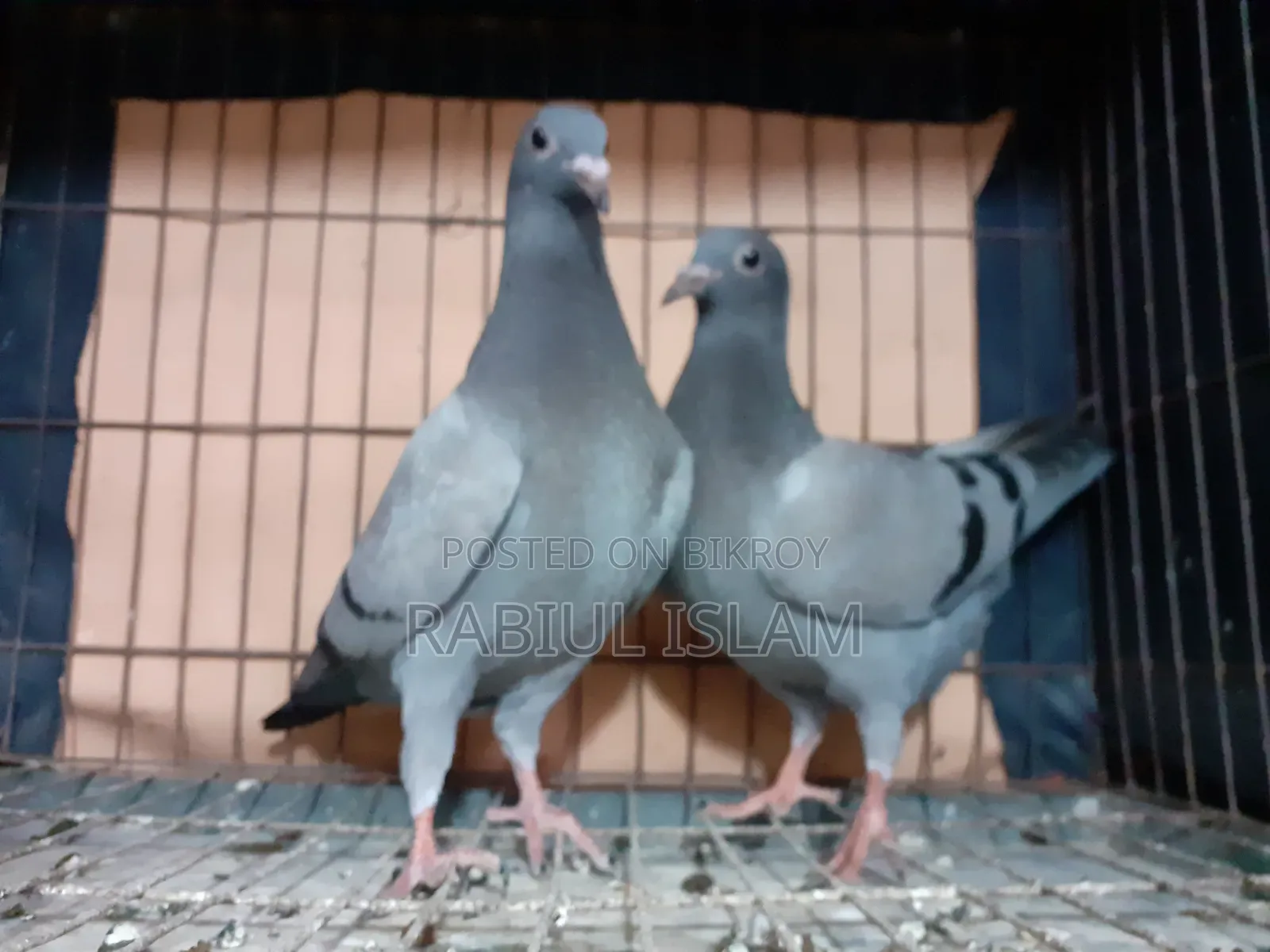 Baby Pigeons