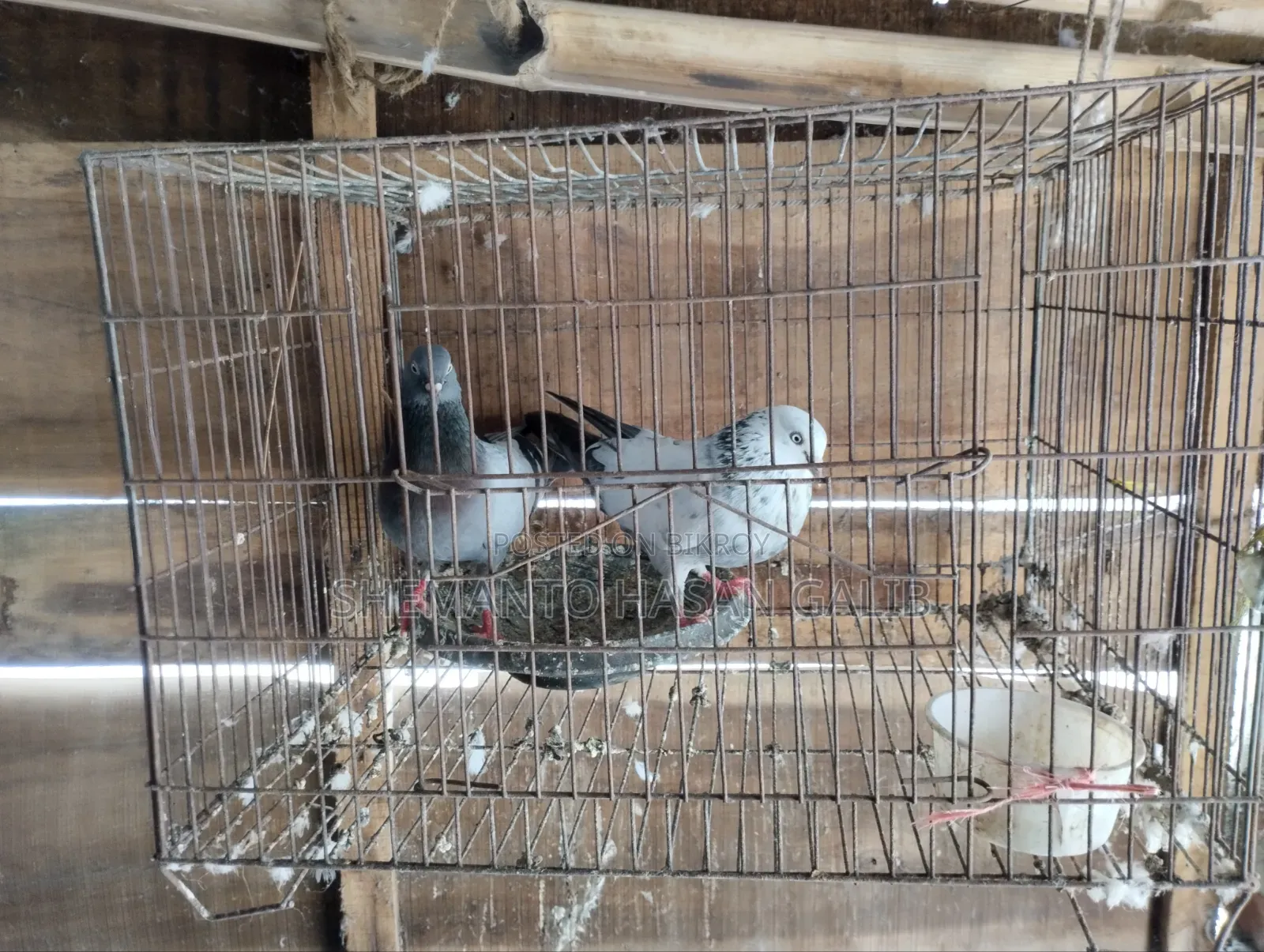 Running Pigeons