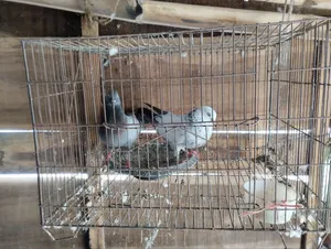 Running Pigeons