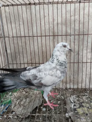 Running Pigeons