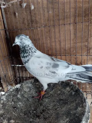 Running Pigeons
