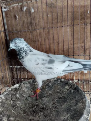 Running Pigeons