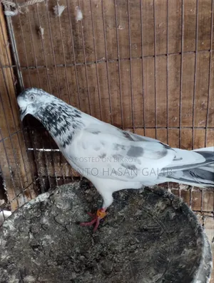 Running Pigeons