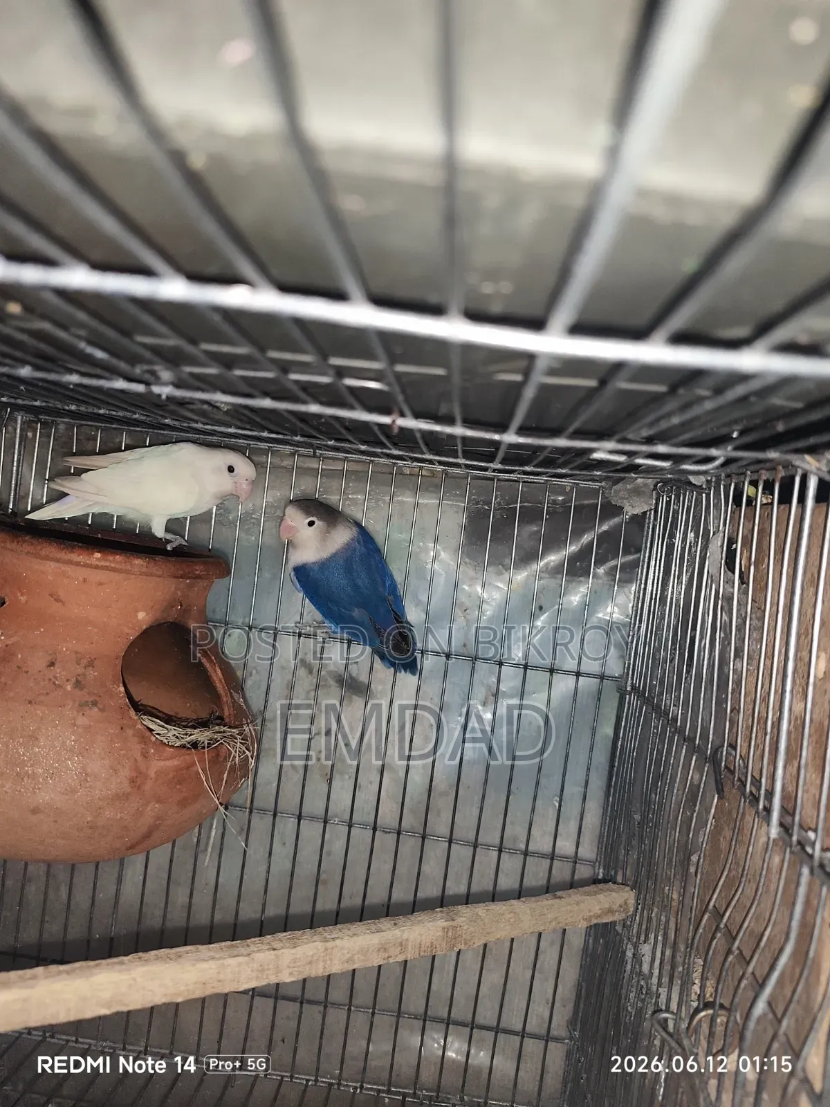 One pair of running lovebirds for sale. The birds are completely healthy and active.
