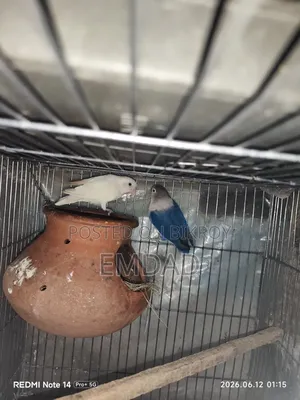One pair of running lovebirds for sale. The birds are completely healthy and active.