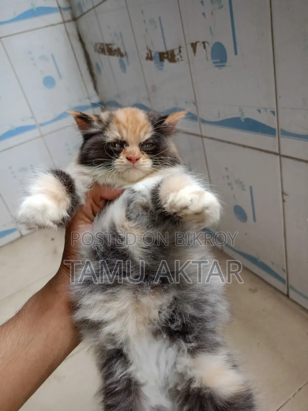 1-3 Months Female Purebred Persian
