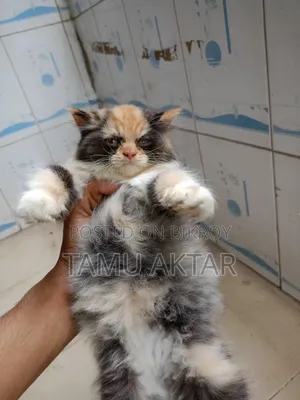1-3 Months Female Purebred Persian
