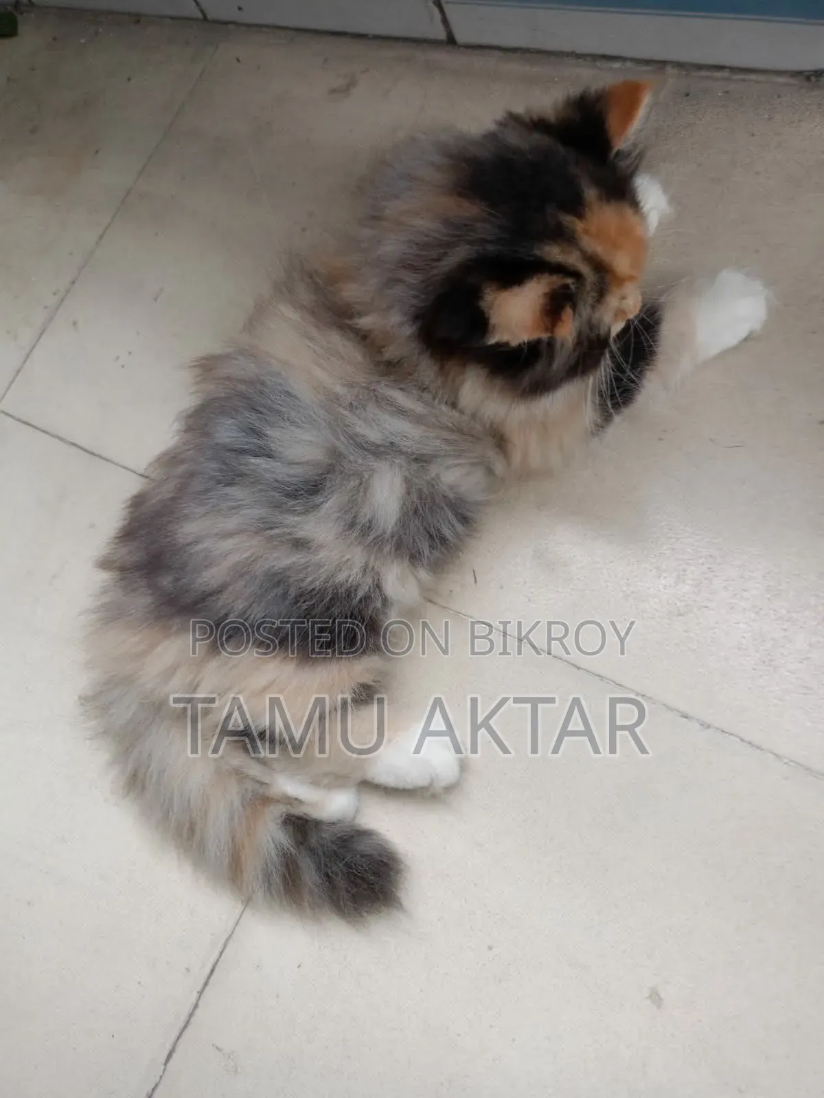 1-3 Months Female Purebred Persian