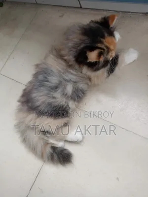 1-3 Months Female Purebred Persian