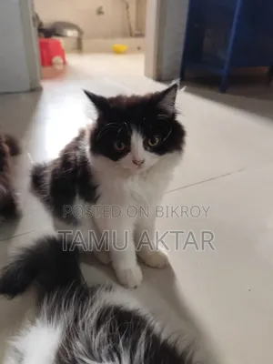 1-3 Months Female Purebred Persian