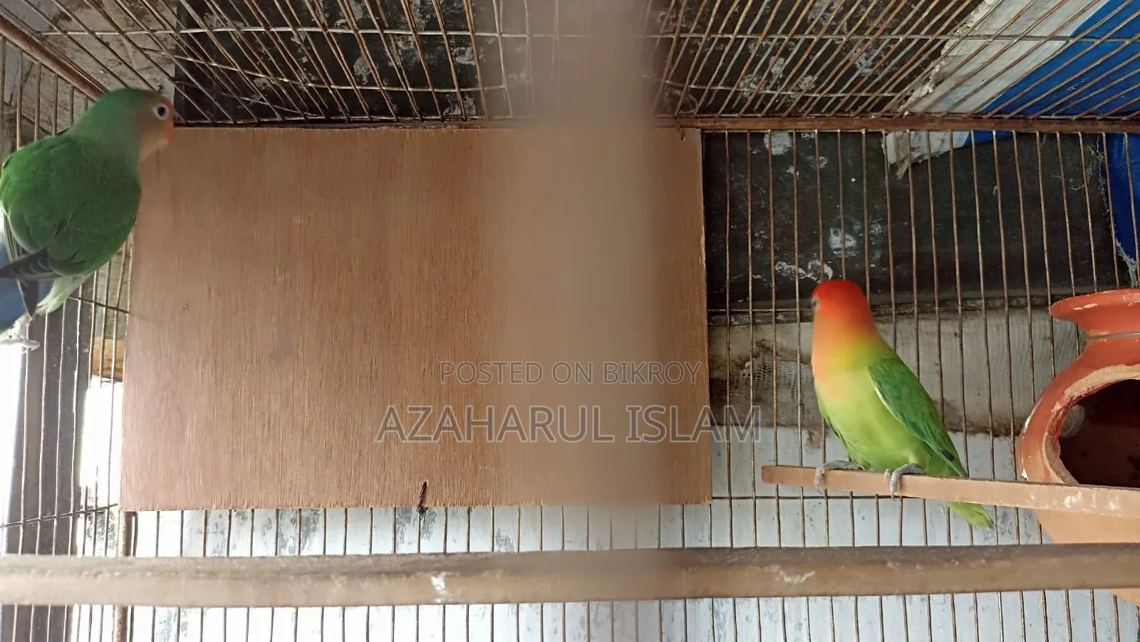 লাভবার্ড সেল হবে