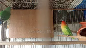 লাভবার্ড সেল হবে