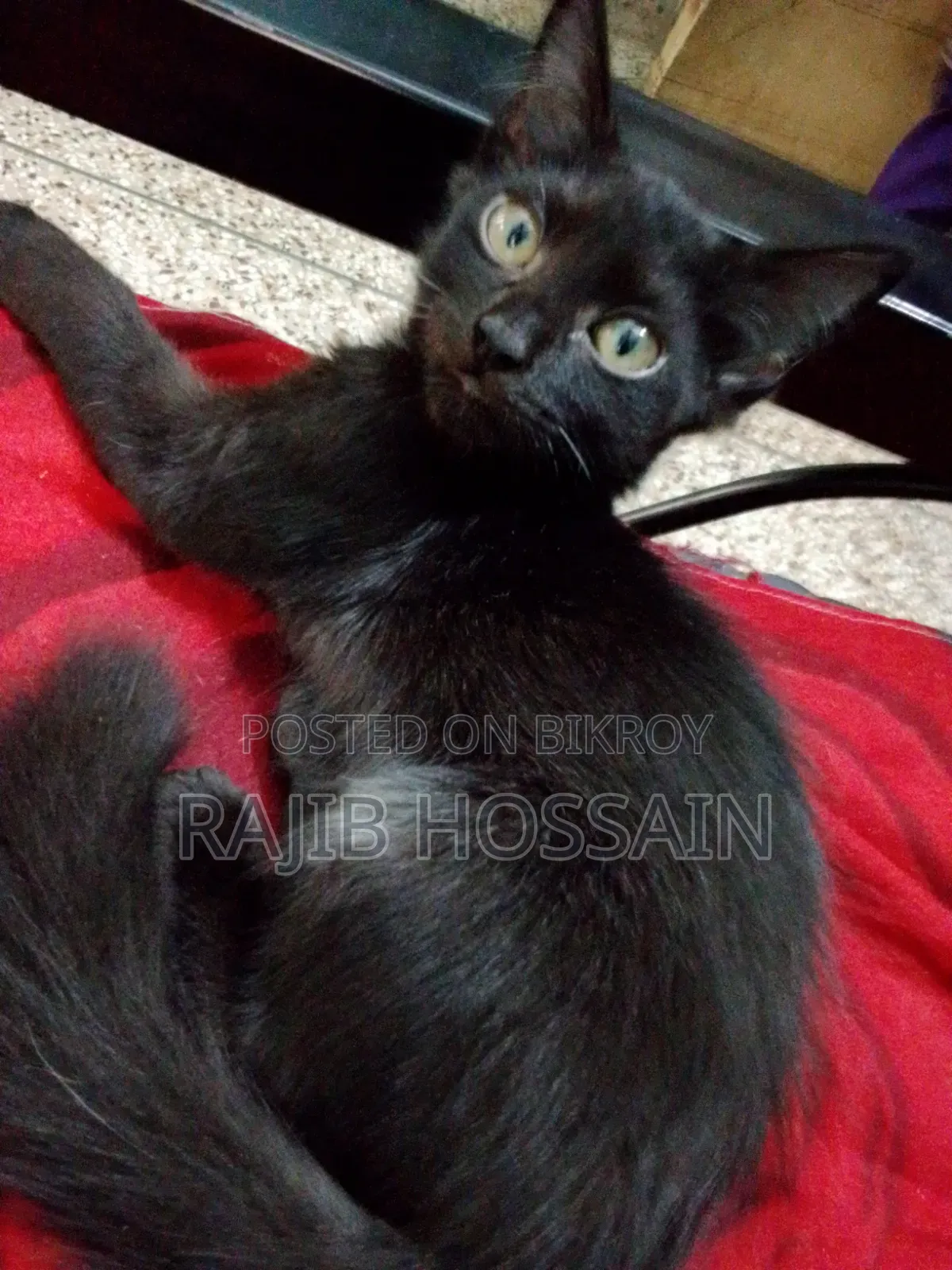 1-3 Months Male Mixed Breed Persian