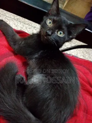 1-3 Months Male Mixed Breed Persian