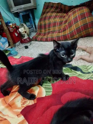 1-3 Months Male Mixed Breed Persian