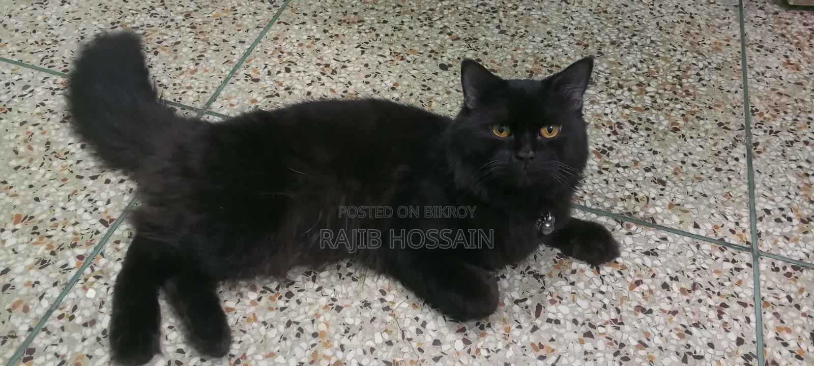 3-6 Months Male Purebred Persian
