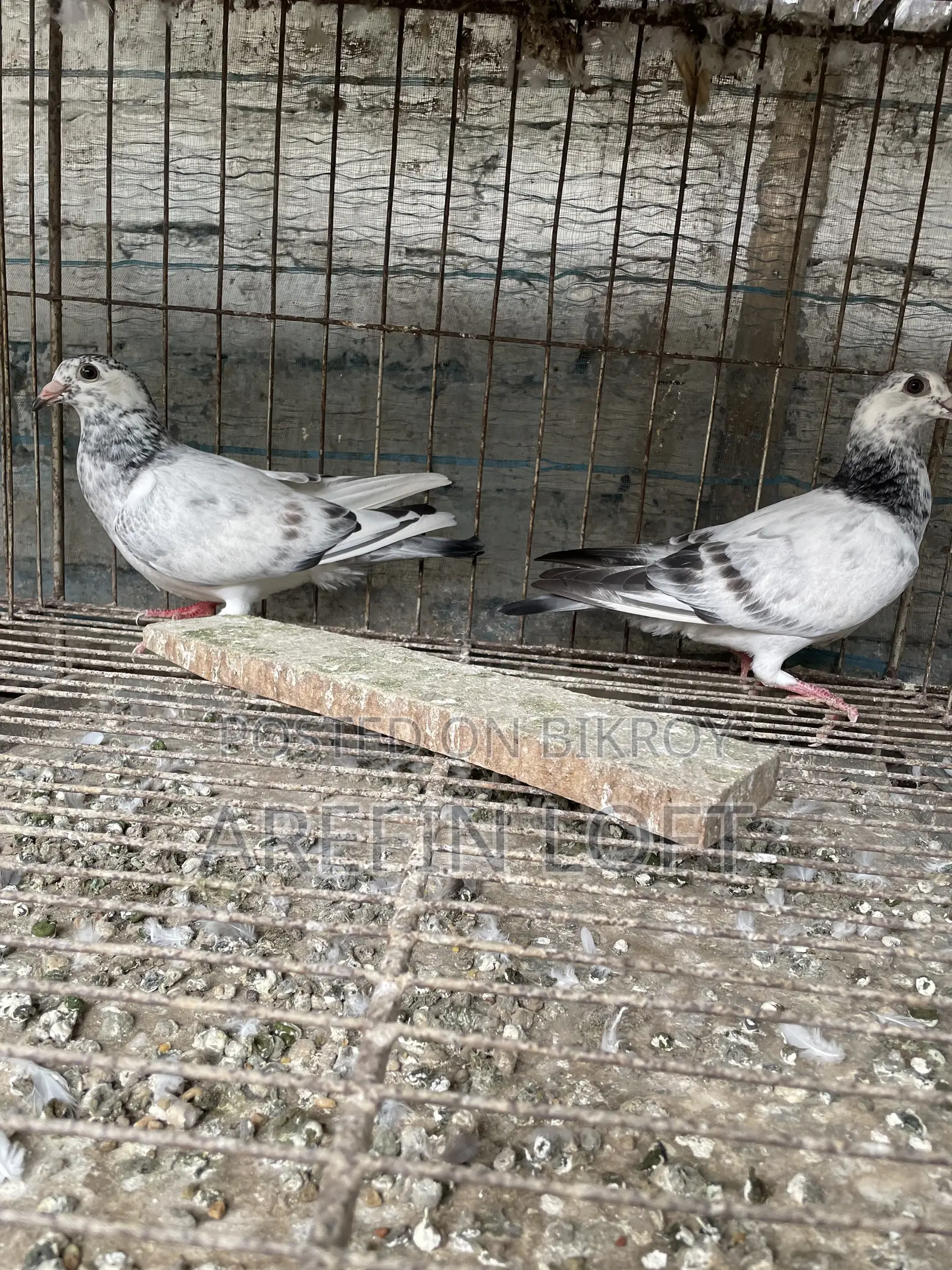 Girijel Baby 1 Pair