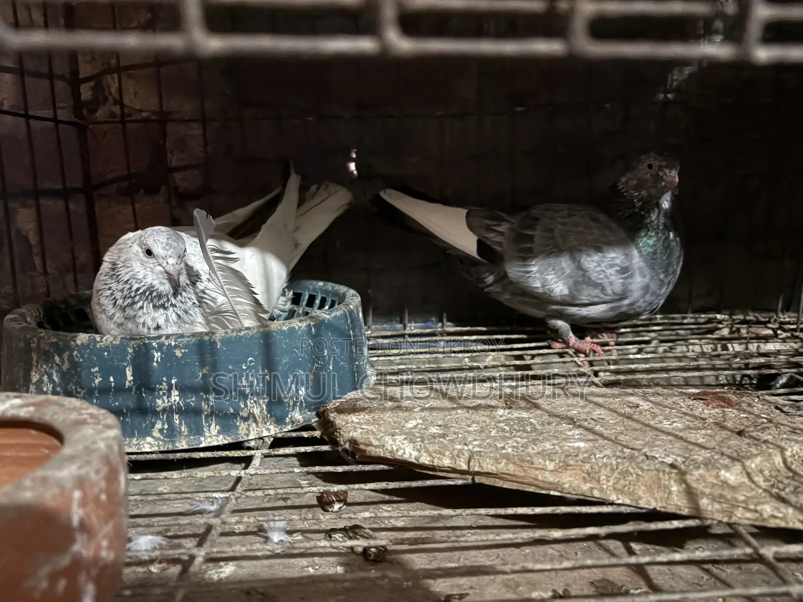 Good quality pigeon pair